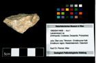 Foto (Objekt + Etikett) von Laeviprosopon sp.  (NHMW-GEO-1990-0041-4689)